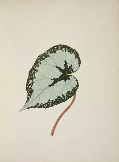 Mon Jardin a Ceylan Pl.246 by George De Alwis, 1896 — digital art print download