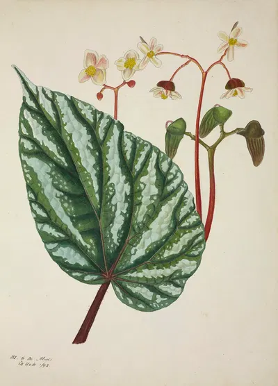 Mon Jardin a Ceylan Pl.247 by George De Alwis, 1896 — digital art print download