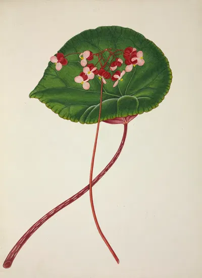 Mon Jardin a Ceylan Pl.255 by George De Alwis, 1896 — digital art print download