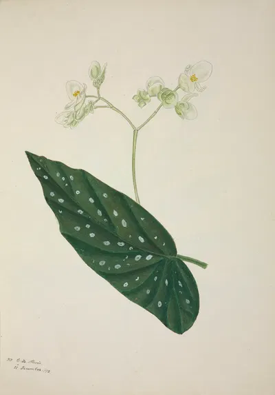 Mon Jardin a Ceylan Pl.257 by George De Alwis, 1896 — digital art print download