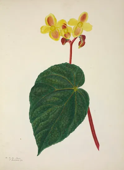 Mon Jardin a Ceylan Pl.268 by George De Alwis, 1896 — digital art print download