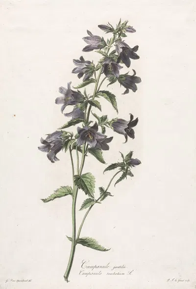 Campanule gantelée by Gerard van Spaendonck, c. 1800 — digital art print download