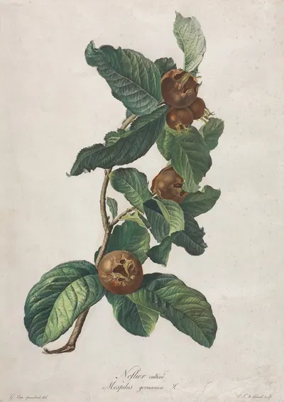 Cultivated Medlar (Mespilus germanica) by Gerard van Spaendonck, c. 1800 — digital art print download