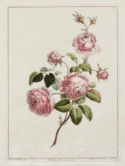 Cabbage Province Rose by John Edwards, 1801 — digital art print download