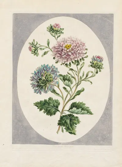Large Double China Aster by John Edwards, 1798 — digital art print download