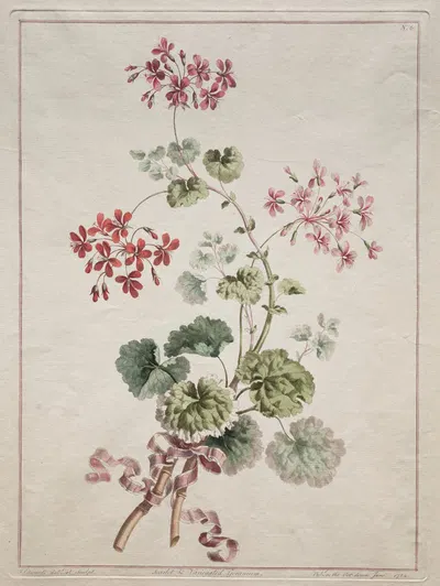Scarlet and Variegated Geranium by John Edwards, 1801 — digital art print download