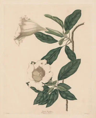 Chalice Vine by Maria Katharina Prestel, 1790 — digital art print download