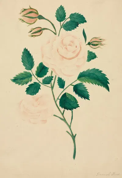 Damask Rose by Мэри Алта Нимс — digital art print download