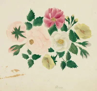 June Roses by Мэри Алта Нимс — digital art print download