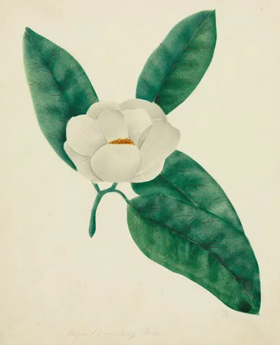 Magnolia by Мэри Алта Нимс — digital art print download