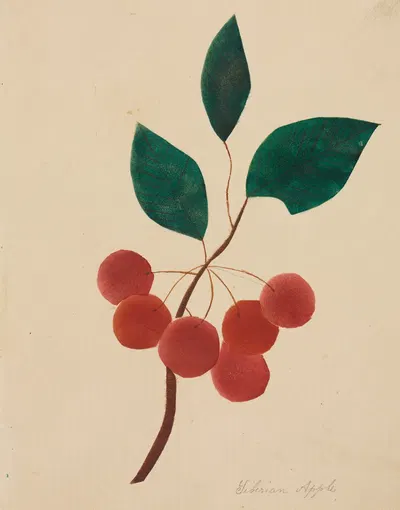 Siberian Apple by Мэри Алта Нимс — digital art print download