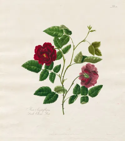 Dark China Rose by Mary Lawrence, 1799 — digital art print download