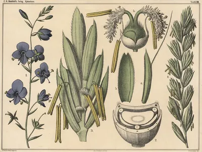 Racemes and ears. by Нильс Сковгорд, 1879 — digital art print download