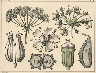 Umbels by Нильс Сковгорд, 1879 — digital art print download