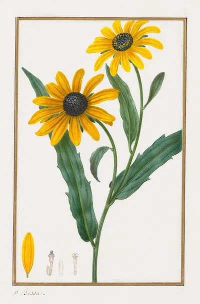 Black-eyed Susan by Pancrace Bessa, 1828–1835 — digital art print download