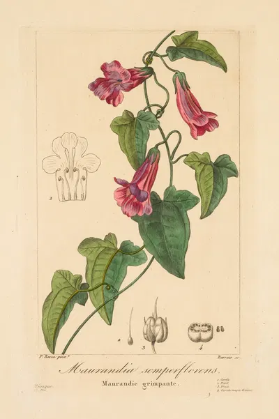 Maurandia semperflorens by Pancrace Bessa, 1836 — digital art print download