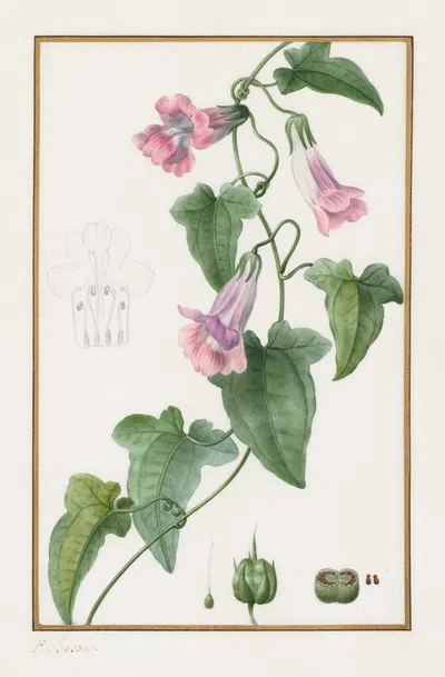 Maurándia semperflorens by Pancrace Bessa, 1836 — digital art print download