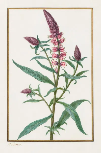 Untitled by Pancrace Bessa, 1828–1835 — digital art print download