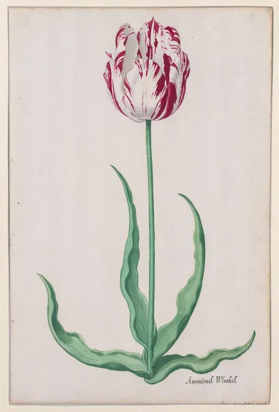 Study of a Tulip (Ammirael Winckel) by Pieter Holsteyn II, c. 1645 — digital art print download