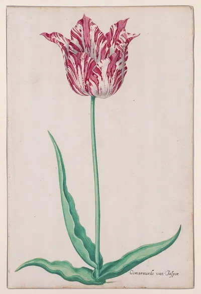 Study of a Tulip (Gemarmerde van Jasper) by Pieter Holsteyn II, c. 1645 — digital art print download