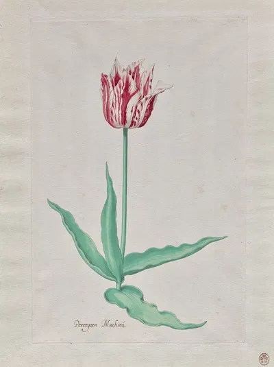 Study of a Tulip (Perregoen Machieu) by Pieter Holsteyn II, c. 1645 — digital art print download