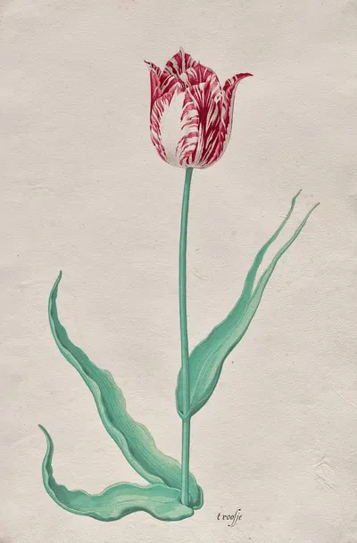 Study of a Tulip ('t roosje) by Pieter Holsteyn II, c. 1645 — digital art print download