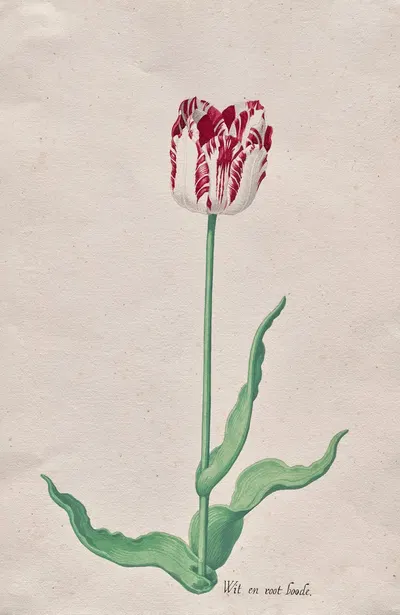 Study of a Tulip (Wit en root boode) by Pieter Holsteyn II, c. 1645 — digital art print download