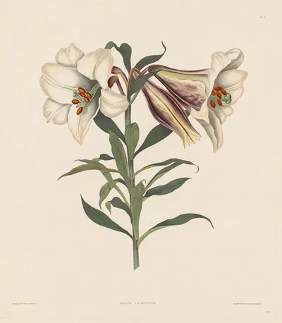 Japanese Lily by Роберт Хавелл, 1831–1832 — digital art print download