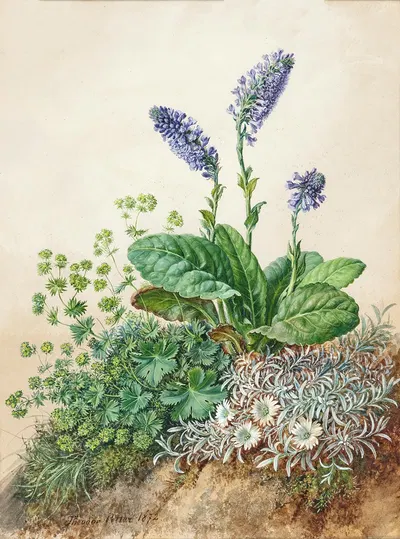 Alpine flowers by Теодор Петтер, 1872 — digital art print download