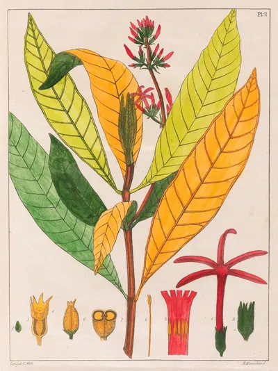 Cinchona Ferruginea by Auguste de Saint-Hilaire, 1824-1828 — digital art print download