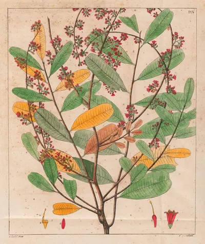 Simaruba Versicolor by Auguste de Saint-Hilaire, 1824-1828 — digital art print download