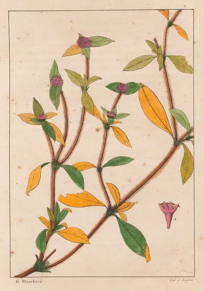 Richardsonia Rosea by Auguste de Saint-Hilaire, 1824-1828 — digital art print download