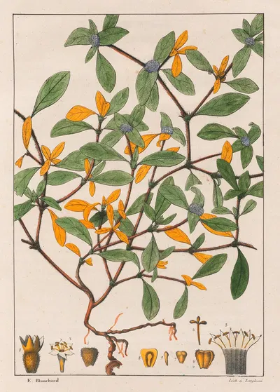 Richardsonia Scabra by Auguste de Saint-Hilaire, 1824-1828 — digital art print download