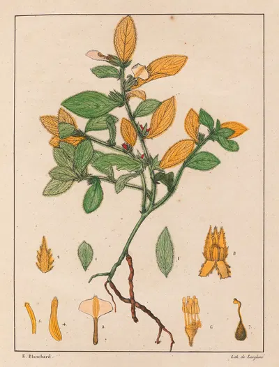 Ionidium Ipecacuanha by Auguste de Saint-Hilaire, 1824-1828 — digital art print download