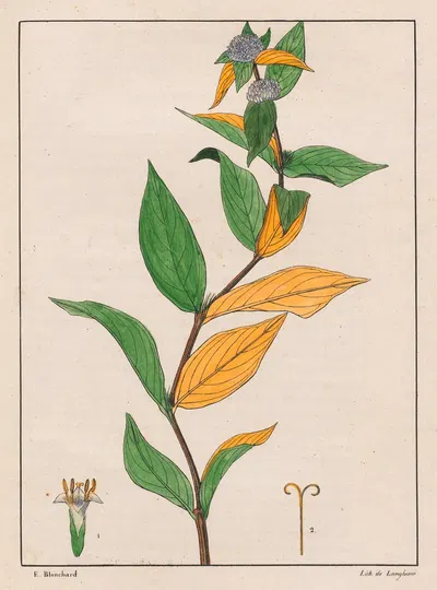 Spermacoce Poaya by Auguste de Saint-Hilaire, 1824-1828 — digital art print download