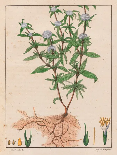 Spermacoce Ferruginea by Auguste de Saint-Hilaire, 1824-1828 — digital art print download