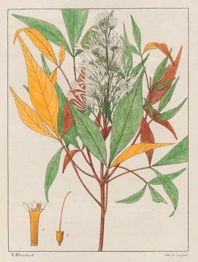 Ticorea Febrifuga by Auguste de Saint-Hilaire, 1824-1828 — digital art print download