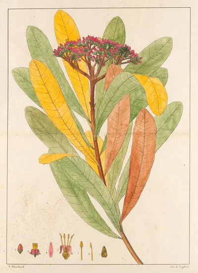 Hortia Brasiliana by Auguste de Saint-Hilaire, 1824-1828 — digital art print download