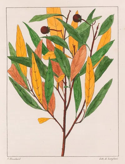 Solanum Pseudoquina by Auguste de Saint-Hilaire, 1824-1828 — digital art print download
