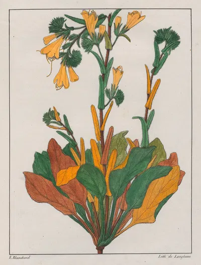Echium Plantagineum by Auguste de Saint-Hilaire, 1824-1828 — digital art print download