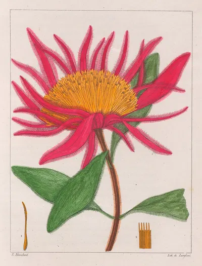 Gomphrena Macrocephala by Auguste de Saint-Hilaire, 1824-1828 — digital art print download