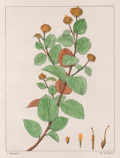 Waltheria Douradinha by Auguste de Saint-Hilaire, 1824-1828 — digital art print download
