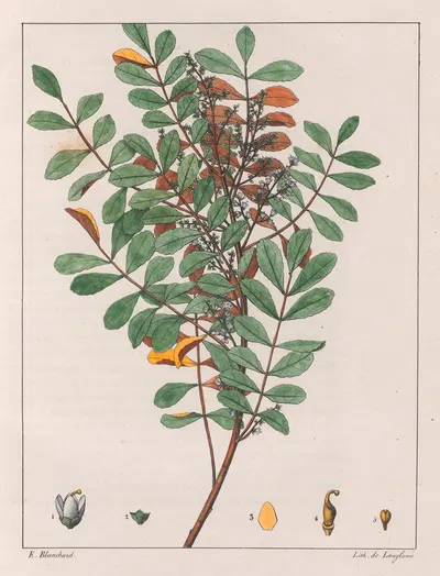 Zanthoxylum Hyemale by Auguste de Saint-Hilaire, 1824-1828 — digital art print download