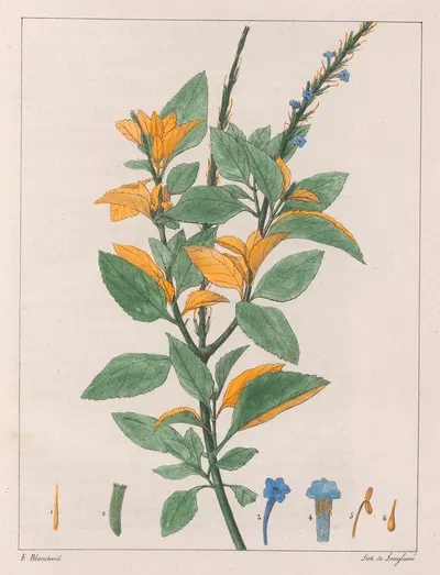 Verbena Jamaïcensis by Auguste de Saint-Hilaire, 1824-1828 — digital art print download