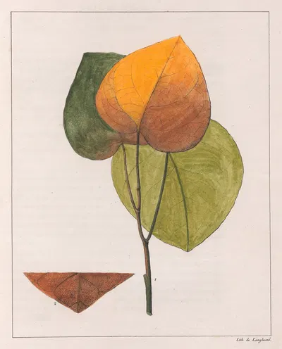 Cocculus Platyphylla by Auguste de Saint-Hilaire, 1824-1828 — digital art print download