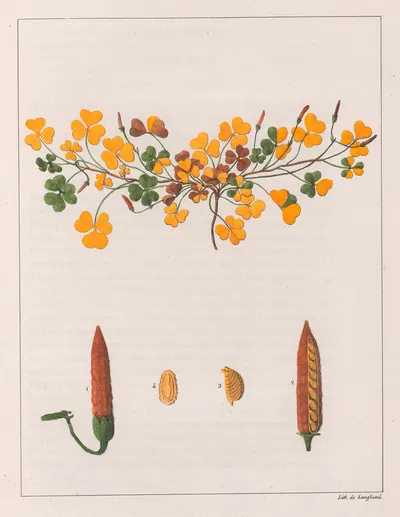 Oxalis Repens by Auguste de Saint-Hilaire, 1824-1828 — digital art print download