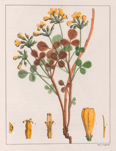 Oxalis Fulva by Auguste de Saint-Hilaire, 1824-1828 — digital art print download