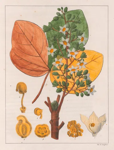 Sterculia Chicha by Auguste de Saint-Hilaire, 1824-1828 — digital art print download