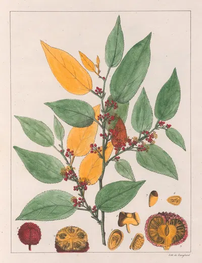 Guazuma Ulmifolia by Auguste de Saint-Hilaire, 1824-1828 — digital art print download