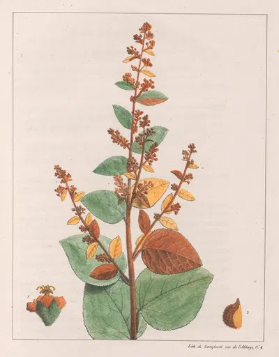 Sida Micrantha by Auguste de Saint-Hilaire, 1824-1828 — digital art print download